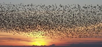 flock-3-1024x471